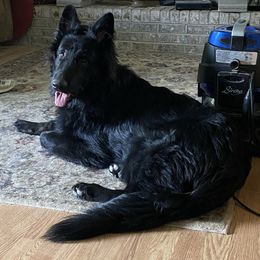 Winston - German Shepherd