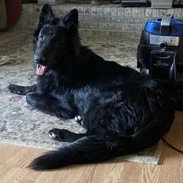 Winston - German Shepherd