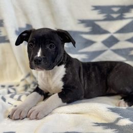 Black Brindle - Black brindle American Pit Bull Terrier puppy in Nine Mile Falls, Washington from Bartin Kennels