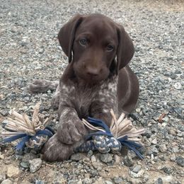German Shorthaired Pointer Puppies from Kahaka Kennels