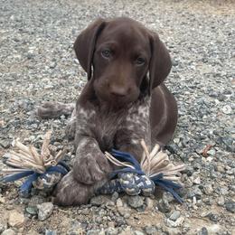 German Shorthaired Pointer Puppies from Kahaka Kennels