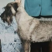 Azawakhs, Collies, and Standard Schnauzers from Kokomo Kennels