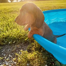 Dachshund Puppies from Mini Doxies of the South