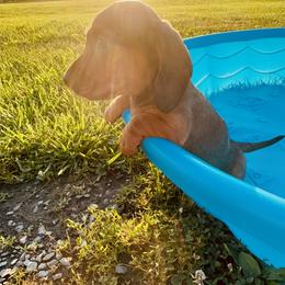 Dachshund Puppies from Mini Doxies of the South