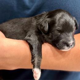 Grey collar - Black tri-color male Aussiedoodle puppy in 32046, Florida from River Hill Ranch