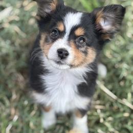 Toy Australian Shepherd Puppies from Carlsbad Toy Aussies