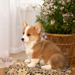 Cherry Blossom - White and red female Pembroke Welsh Corgi puppy in Keene, Texas from Texas Fluff Butts and Friends