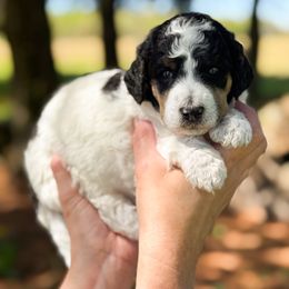 Gosling - Parti Poodle puppy in Bellville, Ohio from Cedar Ridge Standard Poodles