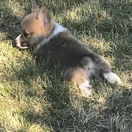Pembroke Welsh Corgi Puppies from Indian Valley Corgies