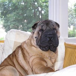 Chinese Shar-Pei from Conrad Knoll Shar-Pei
