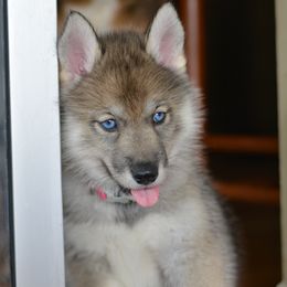 Siberian Husky Puppies from SoFlo Siberians