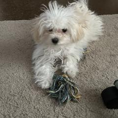 Bolognese Puppies from Sweet Angels Bolognese