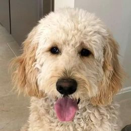 Goldendoodle All Grown Up from Mermaids Lair Doodles