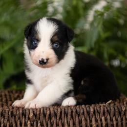Marlin - Black tri-color male Australian Shepherd puppy in Harmony, North Carolina from Fox Aussies