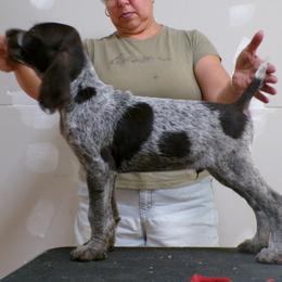 German Wirehaired Pointer Puppies from Idawire GWPs