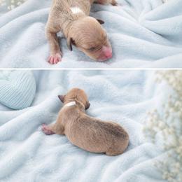 Italian Greyhound puppies from Adornare Kennels