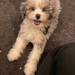 Aussiedoodle Puppies from Lovable Doodles SA