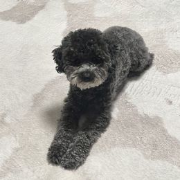 Poodles from Mini Winnies Poodles