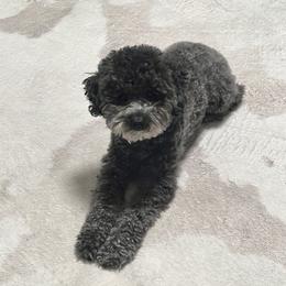 Poodles from Mini Winnies Poodles