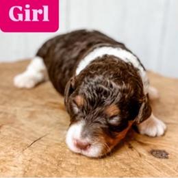 Girl 1 - Red tri-color female Aussiedoodle puppy in Arlington, Washington from Doodle Love Laugh