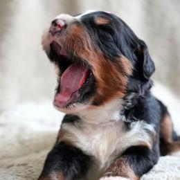 Etienne - Tri-color male Bernedoodle puppy in Folsom, Louisiana from DoodlesFarmCo
