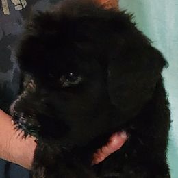Girl 4 - female Giant Schnauzer puppy in Kokomo, Indiana from Tailwind Giant Schnauzers