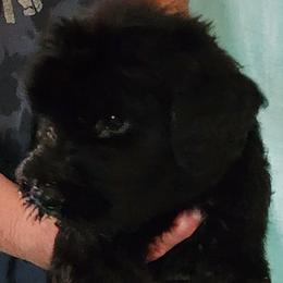 Girl 4 - female Giant Schnauzer puppy in Kokomo, Indiana from Tailwind Giant Schnauzers