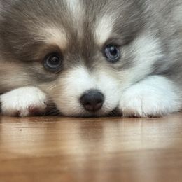 Pomsky Puppies from Royal Pomskies