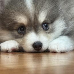 Pomsky Puppies from Royal Pomskies