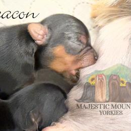Beacon - Black and gold male Yorkshire Terrier puppy in Baker, West Virginia from Majestic Mountain Yorkies