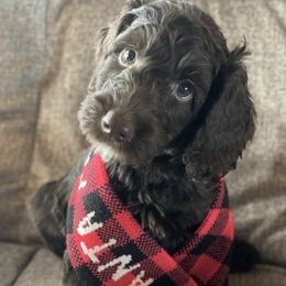 Australian Labradoodle Puppies from Fruitful Beginnings,LLC