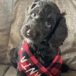 Australian Labradoodle Puppies from Fruitful Beginnings,LLC