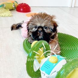 Shih Tzu Puppies from Arizona Sunrise Shih Tzus