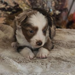 Fang - Red merle male Miniature Australian Shepherd puppy in Bethany, Connecticut from Tini Thyme Mini Aussies