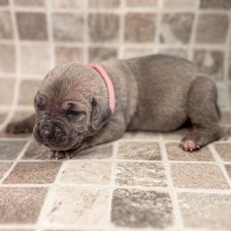 Pink Collar - Gray and fawn female Cane Corso puppy in Catawba, North Carolina from Catawba Cane Corso