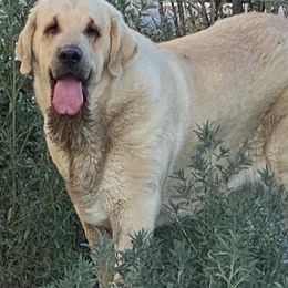 Spanish Mastiffs from Hoof and Fang Spanish Mastiffs
