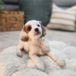 Posie - White female Cavapoo puppy in Highland, Utah from Angel Pups Deluxe