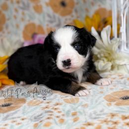 Snuggles - Black tri female Toy Australian Shepherd puppy in Liberty Hill, Texas from Pistol Paws Aussies