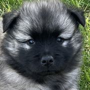 Girl 2 - Sable female Eurasier puppy in Soap Lake, Washington from Falling Cedar Farm Samoyeds and Eurasier’s