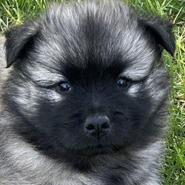 Girl 2 - Sable female Eurasier puppy in Soap Lake, Washington from Falling Cedar Farm Samoyeds and Eurasier’s