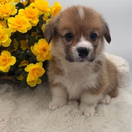 Wren - Red male Pembroke Welsh Corgi puppy in Minooka, Illinois from Lucky J Corgis
