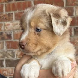 Australian Shepherds from JP’s Aussies