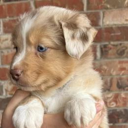 Australian Shepherds from JP’s Aussies