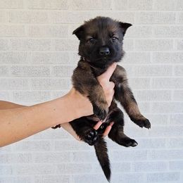 Fay Wray - Sable female German Shepherd puppy in Winston Salem, North Carolina from Samtastic Shepherds