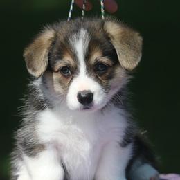 Porsche - Black and tan female Pembroke Welsh Corgi puppy in West, Texas from Rustic Spur Kennel