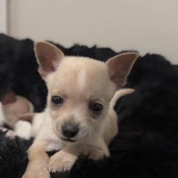 Ralphie - Cream male Chihuahua puppy in Richland, Washington from Northwest Paws