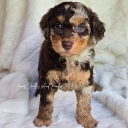 Maturity - Brown merle female Aussiedoodle puppy in Cleveland, Georgia from Jam's Doodles And Poodles