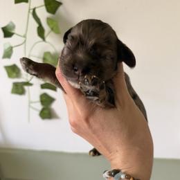 Peeta - male Cocker Spaniel puppy in Indiana from muddy boots cocker spaniels and cockapoos
