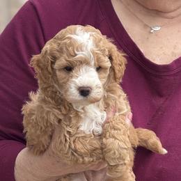 Godiva - Apricot female Goldendoodle puppy in Danville, Virginia from Stella’s Stunning Goldendoodles of VA
