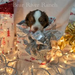 Girl 2 - Red tri female Miniature Australian Shepherd puppy in Pueblo, Colorado from Bear River Ranch LLC